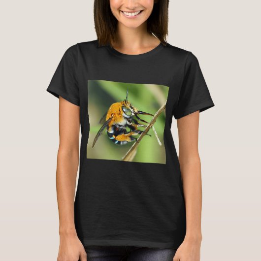Amegilla cingulata T-Shirt (Vorderseite)