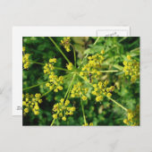 Ameise, Netz und Unkraut Postkarte (Vorne/Hinten)