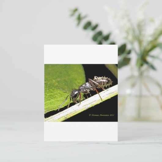 Ameise Postkarte (Stehend Vorderseite)
