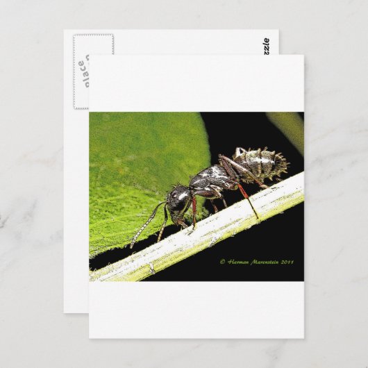 Ameise Postkarte (Vorne/Hinten)