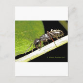 Ameise Postkarte (Vorderseite)