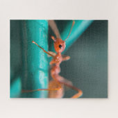 Ameisen Nah Puzzle (Horizontal)