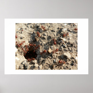 Ameisen. Poster