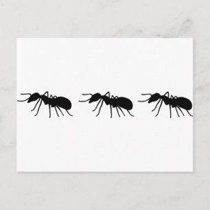 Ameisen Postkarte