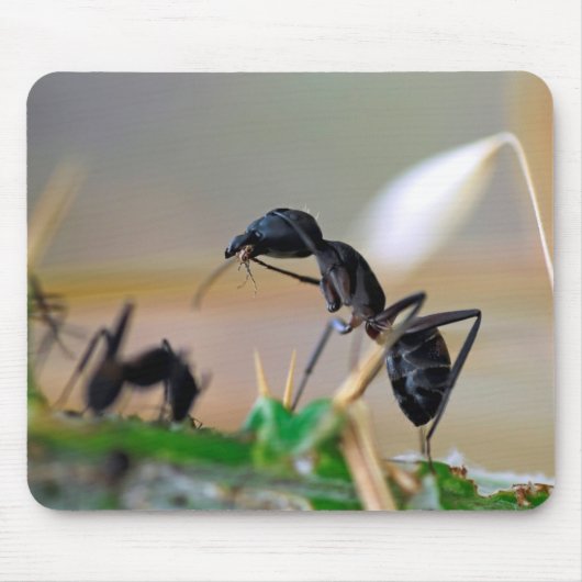 Ameisenfresser Mousepad (Vorne)