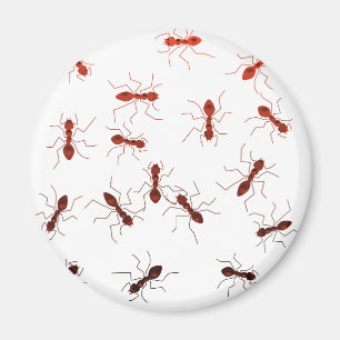 Ameisenmätzchen Magnet