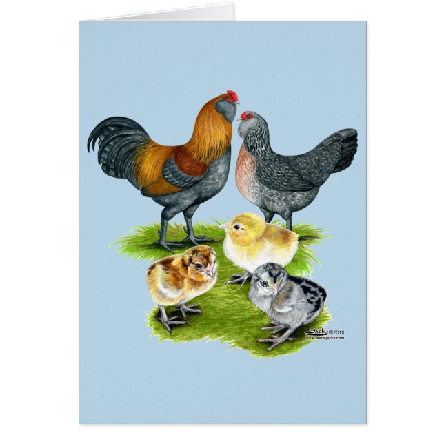 Ameraucana-Hühnerfamilie (Vorne)