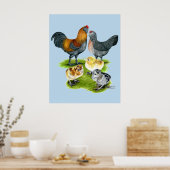 Ameraucana-Hühnerfamilie Poster (Küche)