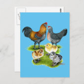 Ameraucana-Hühnerfamilie Postkarte (Vorne/Hinten)