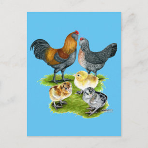 Ameraucana-Hühnerfamilie Postkarte