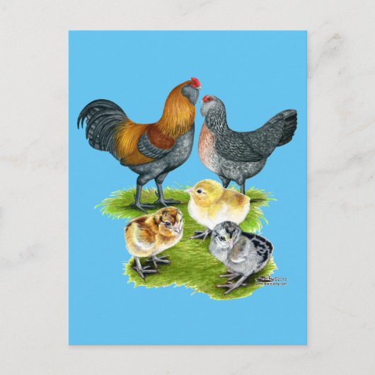 Ameraucana-Hühnerfamilie Postkarte (Vorderseite)