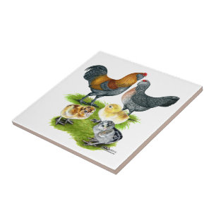 Ameraucana-Hühnersippe Fliese