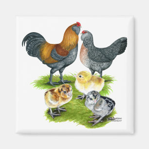 Ameraucana-Hühnersippe Magnet