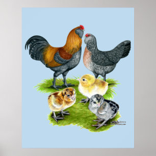 Ameraucana-Hühnersippe Poster