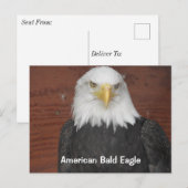 America Bald Eagle Dubuque Iowa Keepake Postkarte (Vorne/Hinten)