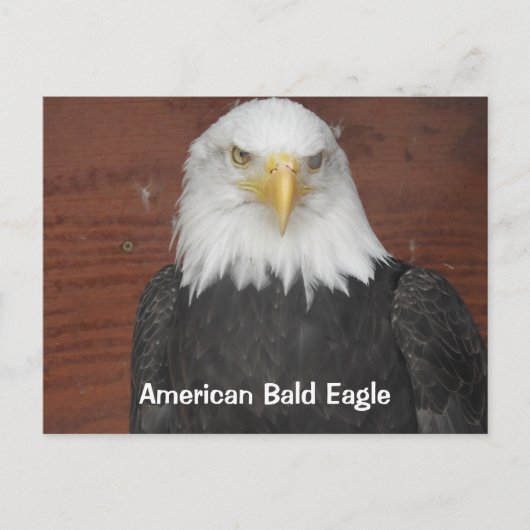 America Bald Eagle Dubuque Iowa Keepake Postkarte (Vorderseite)
