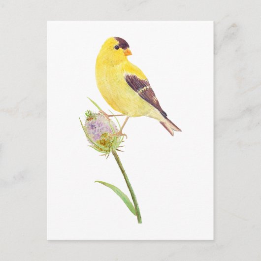 America Goldfinch and Thistle Post Card Postkarte (Vorderseite)