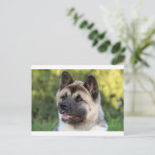 American Akita Dog Postkarte (Stehend Vorderseite)
