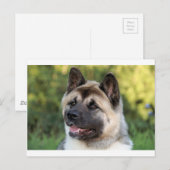 American Akita Dog Postkarte (Vorne/Hinten)