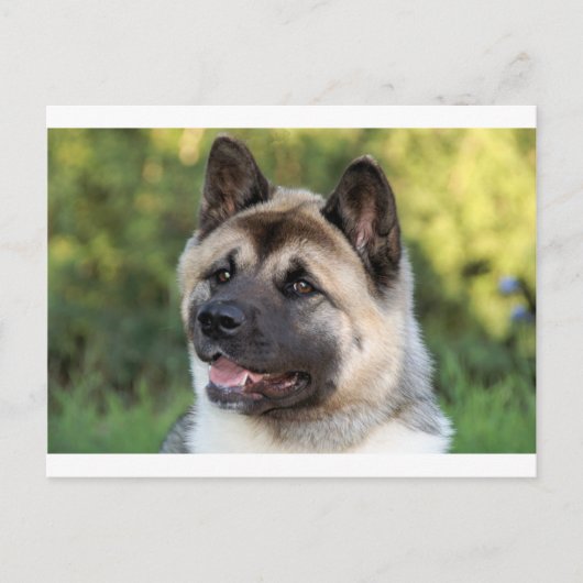 American Akita Dog Postkarte (Vorderseite)
