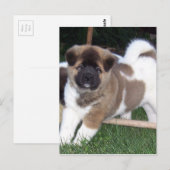 American Akita Puppy Dog Postkarte (Vorne/Hinten)
