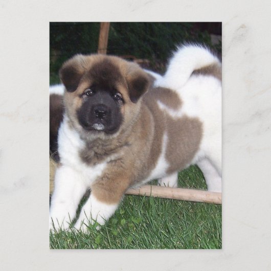 American Akita Puppy Dog Postkarte (Vorderseite)