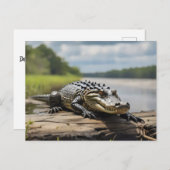 American Alligator an Land bei Vollmond Postkarte (Vorne/Hinten)