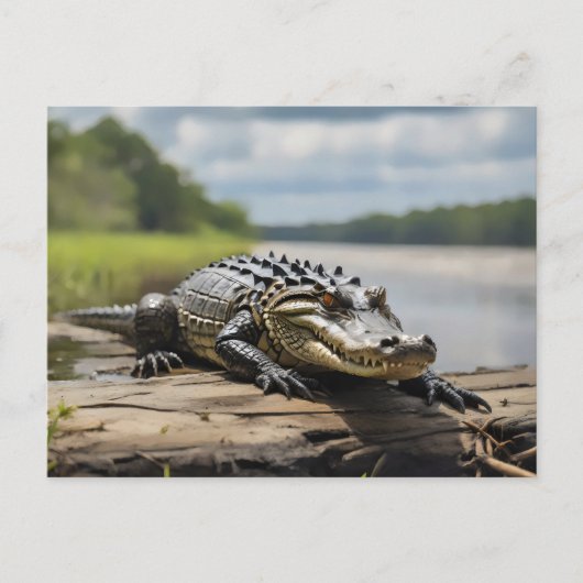 American Alligator an Land bei Vollmond Postkarte (Vorderseite)
