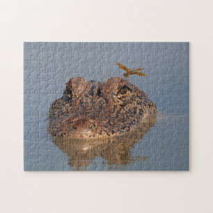 American Alligator and Dragonfly - Wildlife Foto Puzzle