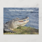 American Alligator Florida Everglades Wildlife Postkarte (Vorderseite)