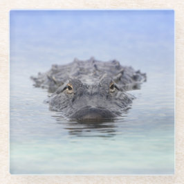 American Alligator – Lake Apopka Wildlife Drive Glasuntersetzer