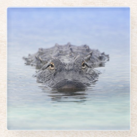 American Alligator – Lake Apopka Wildlife Drive Glasuntersetzer (Vorderseite)