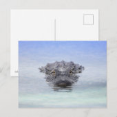 American Alligator – Lake Apopka Wildlife Drive Postkarte (Vorne/Hinten)