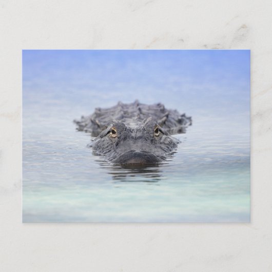 American Alligator – Lake Apopka Wildlife Drive Postkarte (Vorderseite)