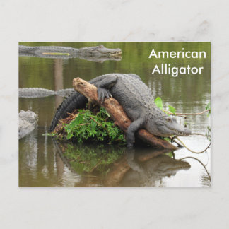 American Alligator - Learning Postcard Postkarte