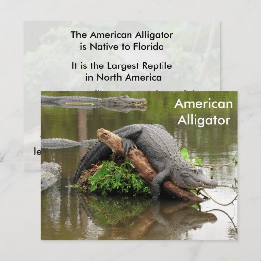 American Alligator - Learning Postcard Postkarte (Vorne/Hinten)