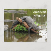 American Alligator - Learning Postcard Postkarte (Vorderseite)
