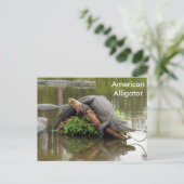 American Alligator - Learning Postcard Postkarte (Stehend Vorderseite)