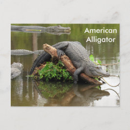 American Alligator - Learning Postcard Postkarte