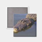 American Alligator Magnet (Vorderseite/Rückseite)
