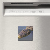 American Alligator Magnet (In Situ (Geschirrspüler))