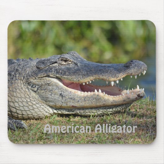 American Alligator Mousepad (Vorne)