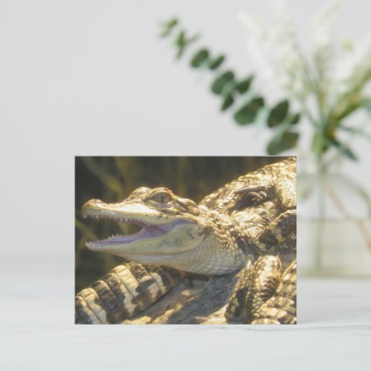 American Alligator Mouth Open Postkarte (Stehend Vorderseite)