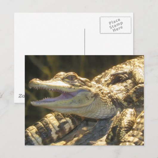 American Alligator Mouth Open Postkarte (Vorne/Hinten)