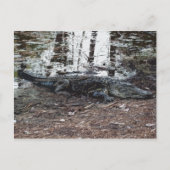 American Alligator Postcard Postkarte (Vorderseite)