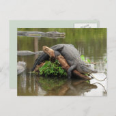 American Alligator Postcard Postkarte (Vorne/Hinten)