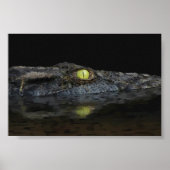 American Alligator Poster (Vorne)