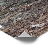 American Alligator Poster (Ecke)