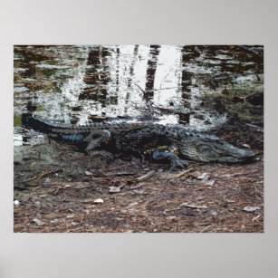 American Alligator Poster