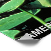 American Alligator Poster (Ecke)